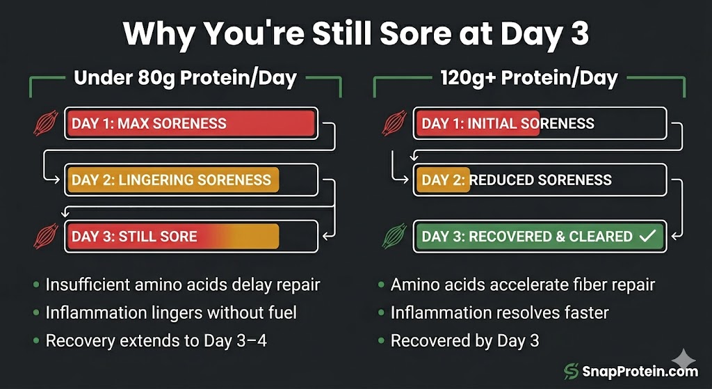 Muscle recovery timeline comparison showing faster DOMS resolution with adequate protein intake for men over 40